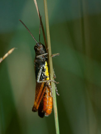 Foto: Buntbäuchiger Grashüpfer