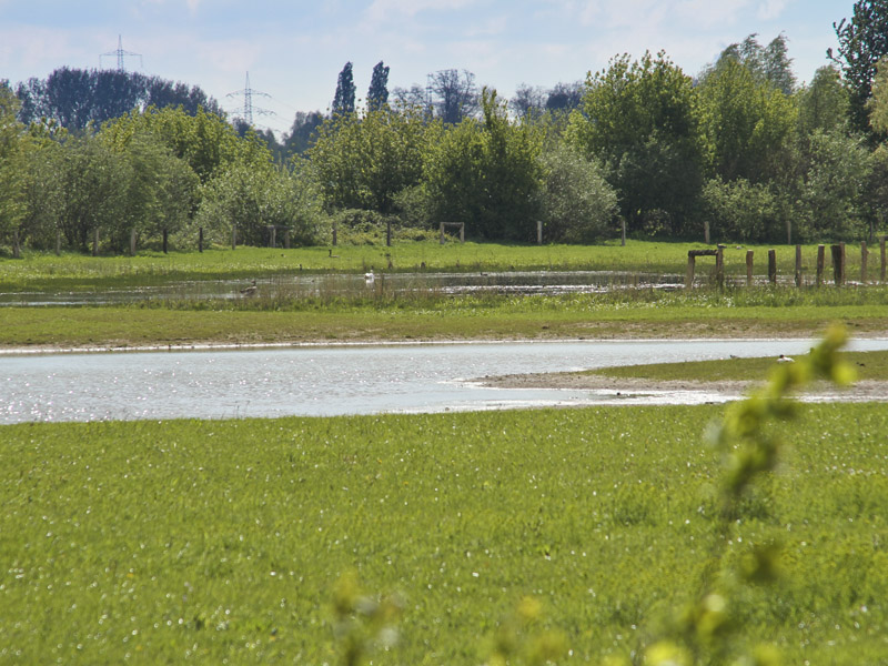 Foto: Neue Blänke mit Wasser