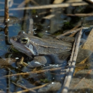 Foto: Moorfrosch