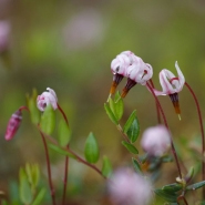 Foto: Blüten der Moosbeere