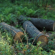 Foto: Baumstämme für Brutmeiler