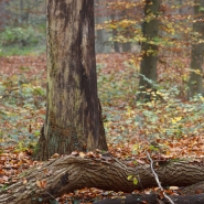 Foto: Eichenwald im Herbst