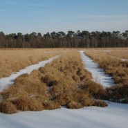 Foto: Großes Veen im Winter