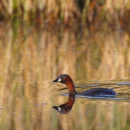 Foto: Zwergtaucher