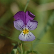 Foto: Wildes Stiefmütterchen