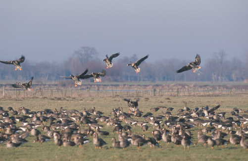 Rastende Wildgänse auf niederrheinischer Weide