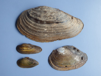 Foto: Verschiedene Großmuscheln