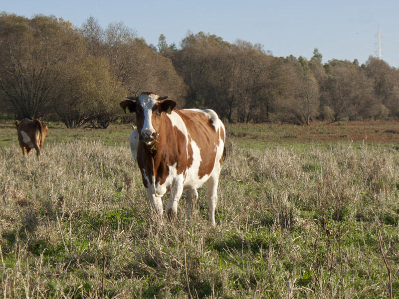 Foto: Rind auf der Weide