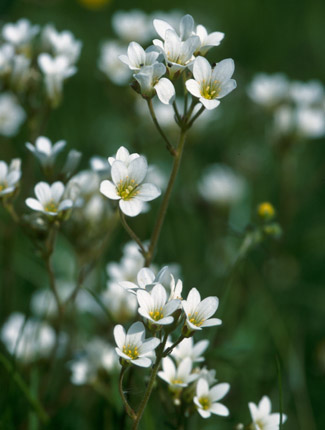 Foto: Körner-Steinbrech