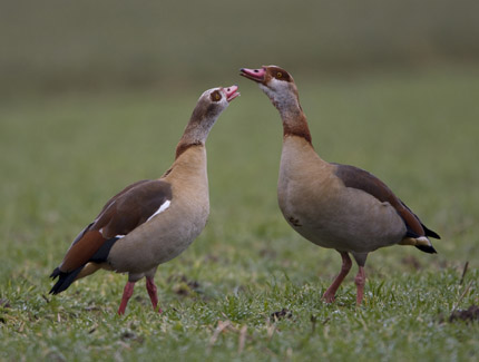 Foto: Nilgänse