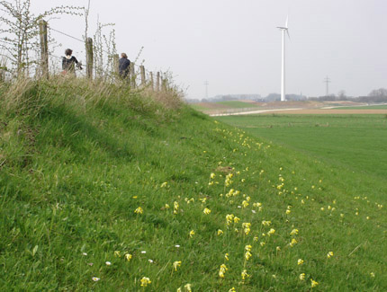 Foto: Primelbestand an Deichböschung